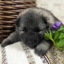 Maya, wolfgrey Pomeranian for sale