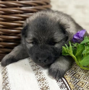 Pomeranian puppy for sale