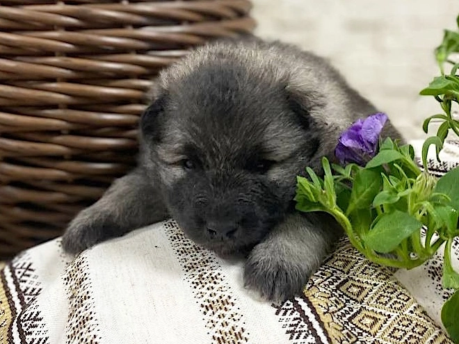 Perros Pomerano en venta