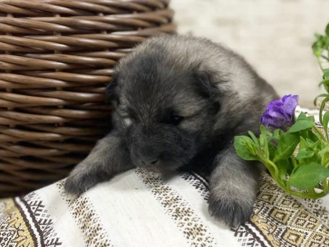 Perros Pomerano en venta