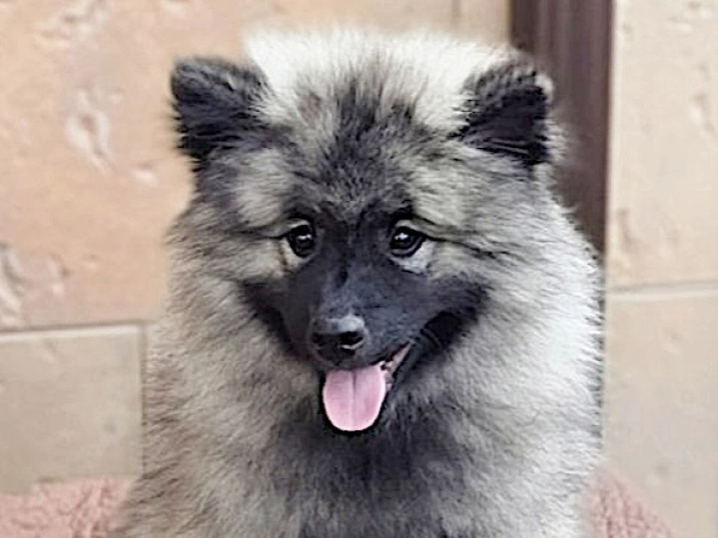 Perros Pomerano en venta