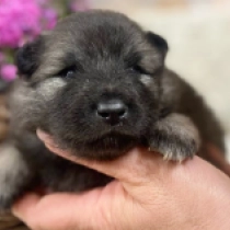 Ilon, wolfgrey Pomeranian for sale