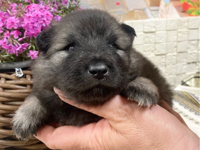 Deutscher Zwergspitz Welpe kaufen