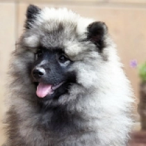 Ilon, wolfgrey Deutscher Zwergspitz Welpen kaufen