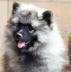 Deutscher Zwergspitz Welpe kaufen