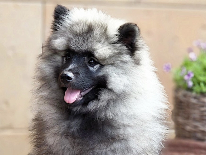 Deutscher Zwergspitz Welpe kaufen