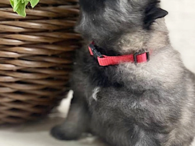 Deutscher Zwergspitz Welpe kaufen