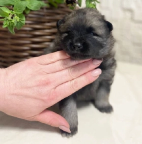 Perros Pomerano en venta