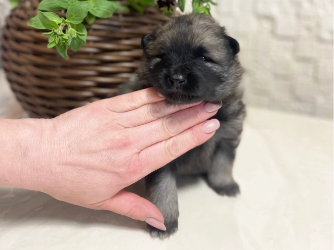 Deutscher Zwergspitz Welpe kaufen