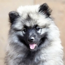 Lady, wolfgrey Deutscher Zwergspitz Welpen kaufen