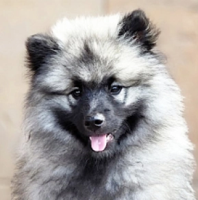 Deutscher Zwergspitz Welpe kaufen