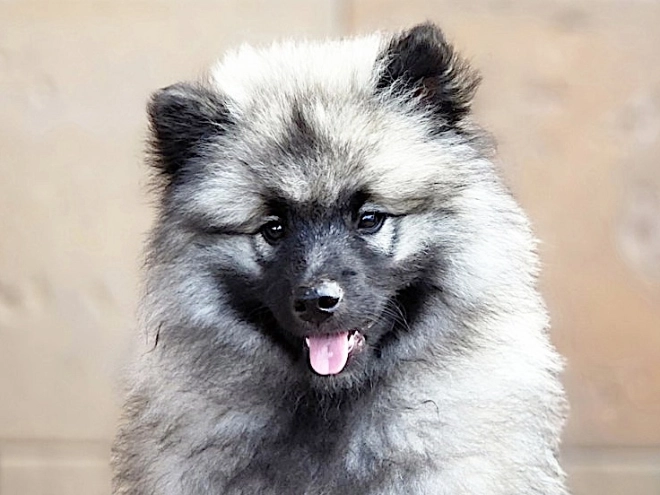 Deutscher Zwergspitz Welpe kaufen