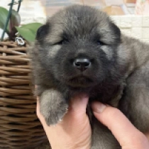 Remus, wolfgrey Pomeranian for sale