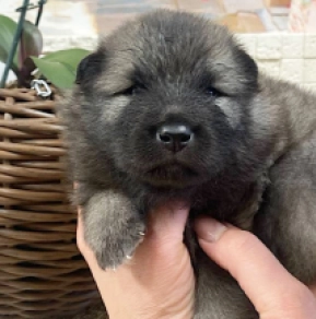 Pomeranian puppy for sale
