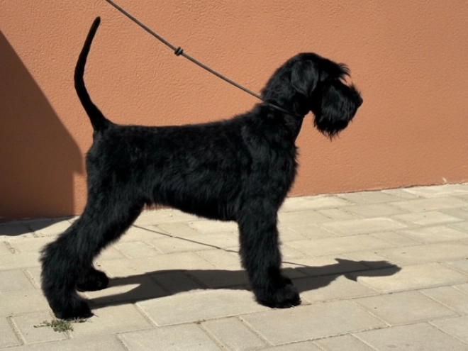 Giant Schnauzer puppy for sale