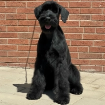 Rebecca, black Giant Schnauzer for sale