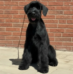 Giant Schnauzer puppy for sale