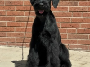 Perros Schnauzer Gigante en venta