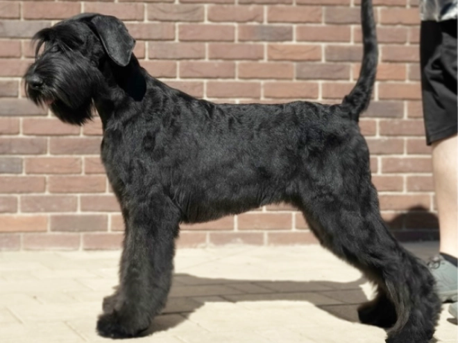 Giant Schnauzer puppy for sale