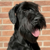Rebecca, black Giant Schnauzer for sale