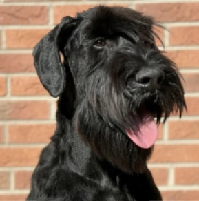 Perros Schnauzer Gigante en venta
