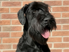 Giant Schnauzer puppy for sale