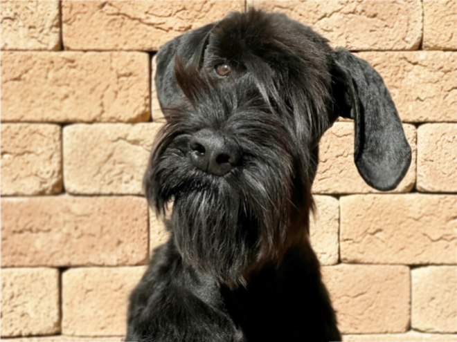 Giant Schnauzer puppy for sale