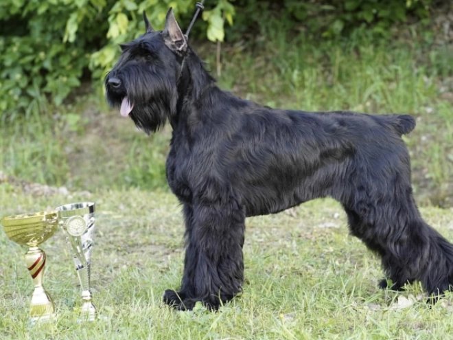 Giant Schnauzer puppy for sale