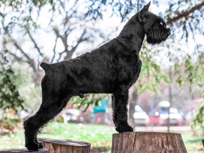 Giant Schnauzer puppy for sale