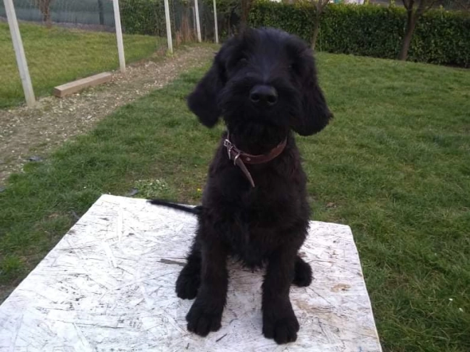 Giant Schnauzer puppy for sale