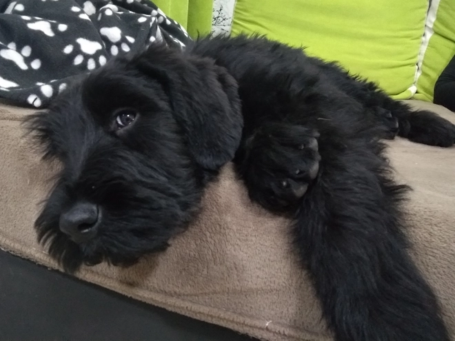 Giant Schnauzer puppy for sale