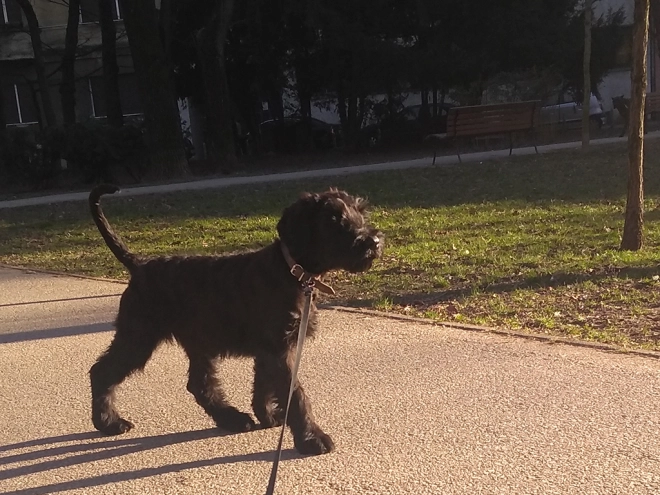 Giant Schnauzer puppy for sale