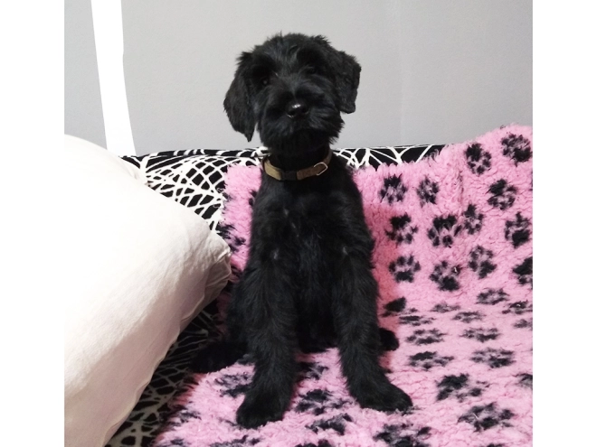 Giant Schnauzer puppy for sale