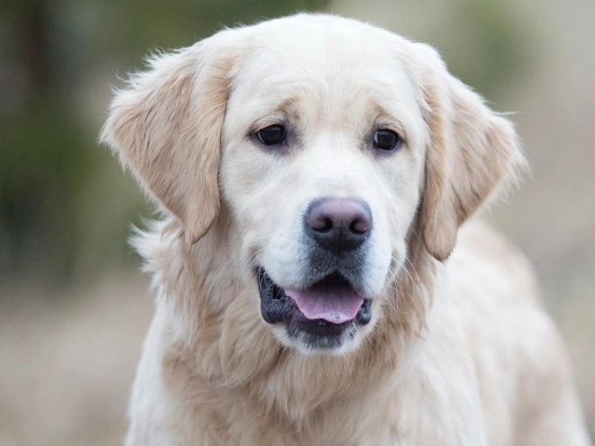 Perros Golden Retriever en venta