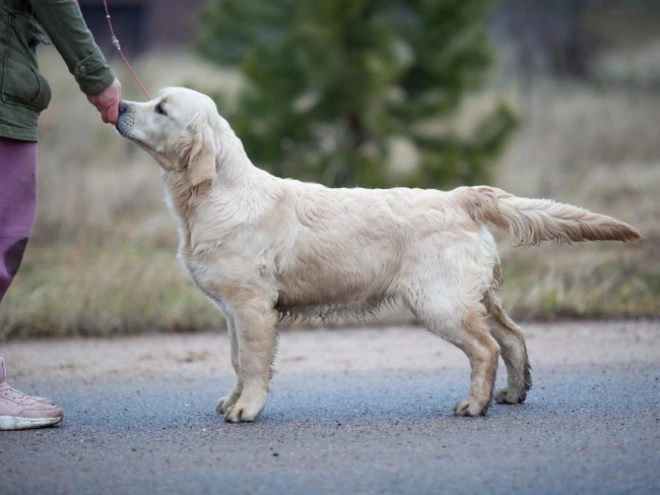 Perros Golden Retriever en venta