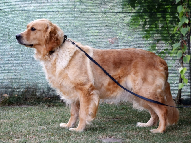 Golden Retriever puppy for sale