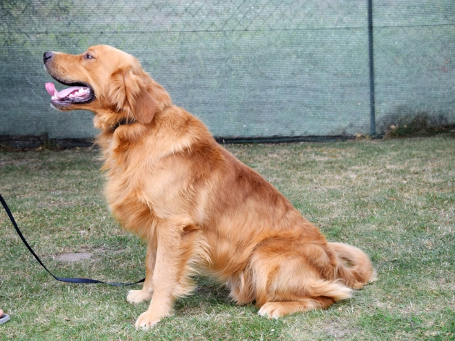 Golden Retriever puppy for sale