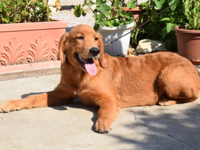 Golden Retriever puppy for sale