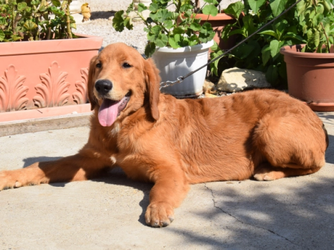 Golden Retriever puppy for sale