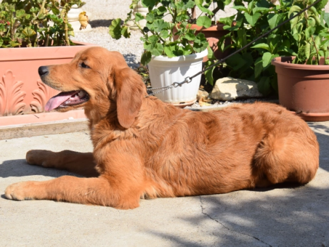 Golden Retriever puppy for sale