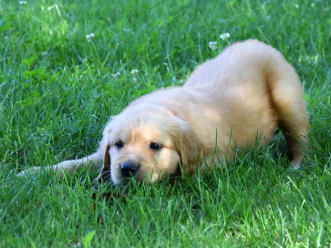 Golden Retriever puppy for sale