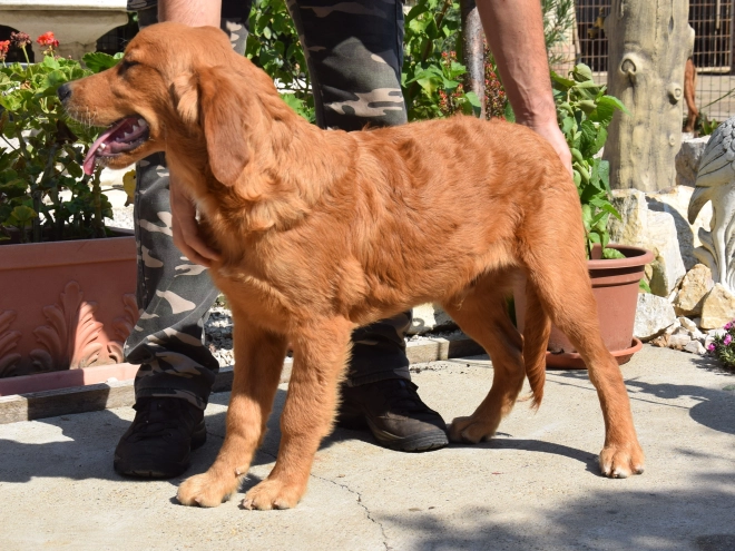 Golden Retriever puppy for sale