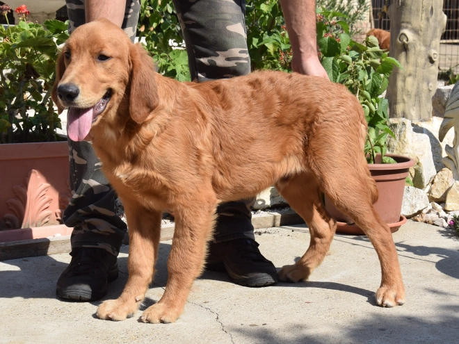 Golden Retriever puppy for sale