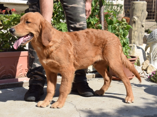Golden Retriever puppy for sale