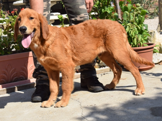 Golden Retriever puppy for sale