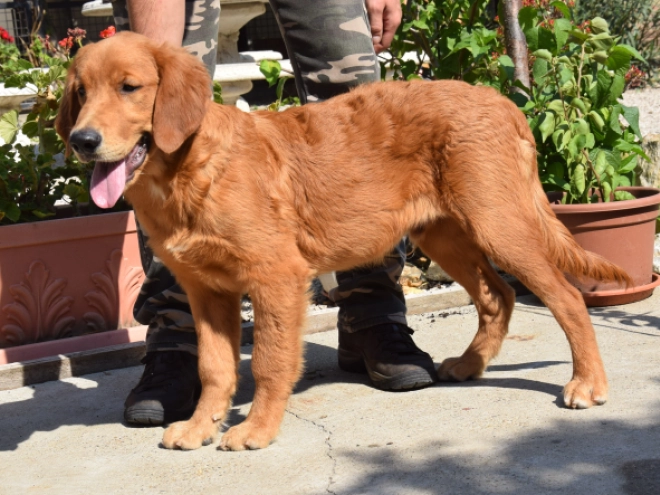 Golden Retriever puppy for sale