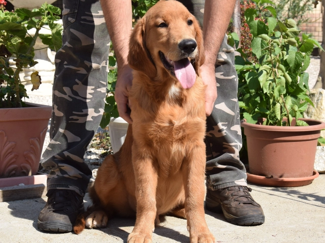 Golden Retriever puppy for sale
