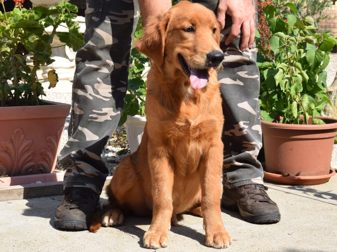 Golden Retriever puppy for sale