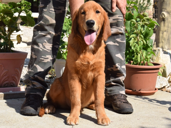 Golden Retriever puppy for sale