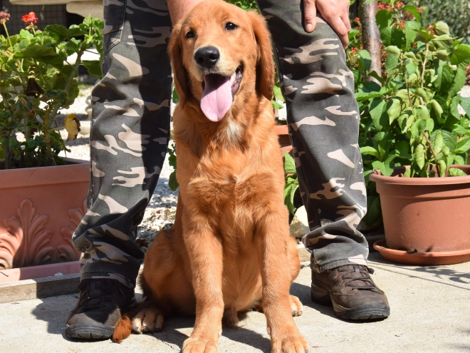 Golden Retriever puppy for sale